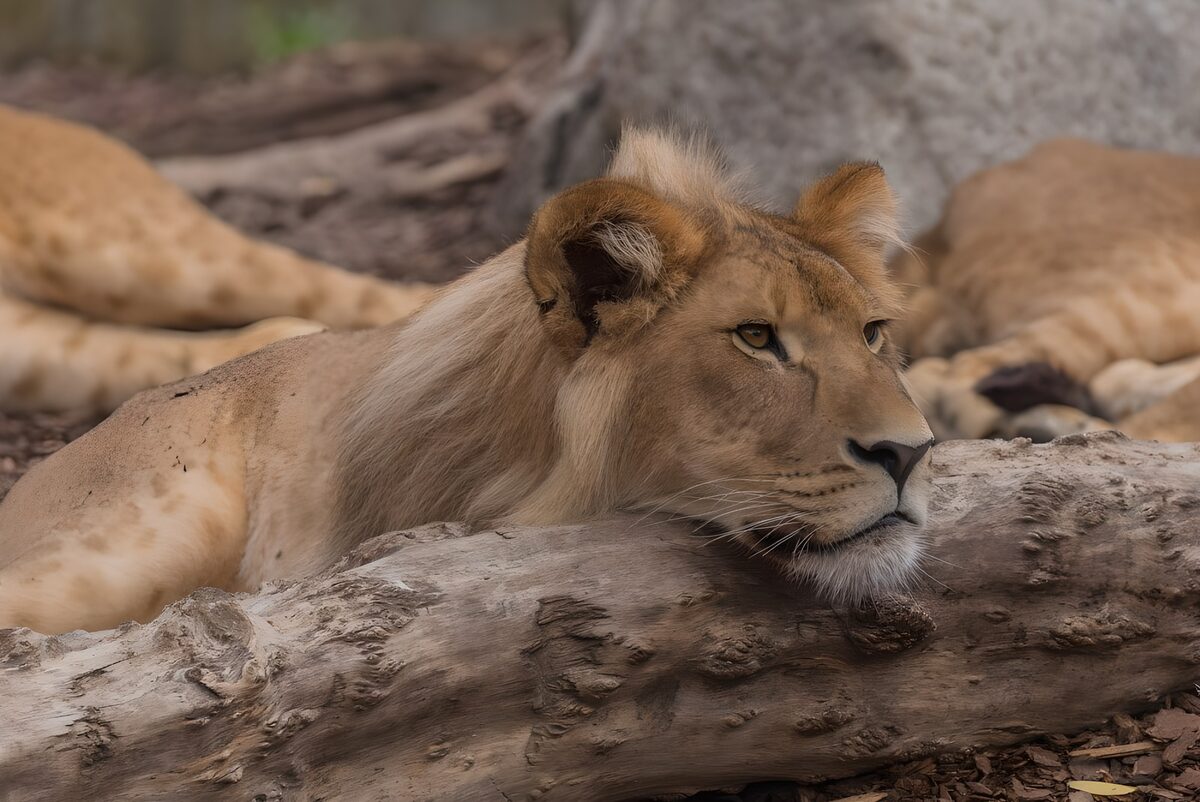 TPFR16509: : Lionne au repos contemplatif