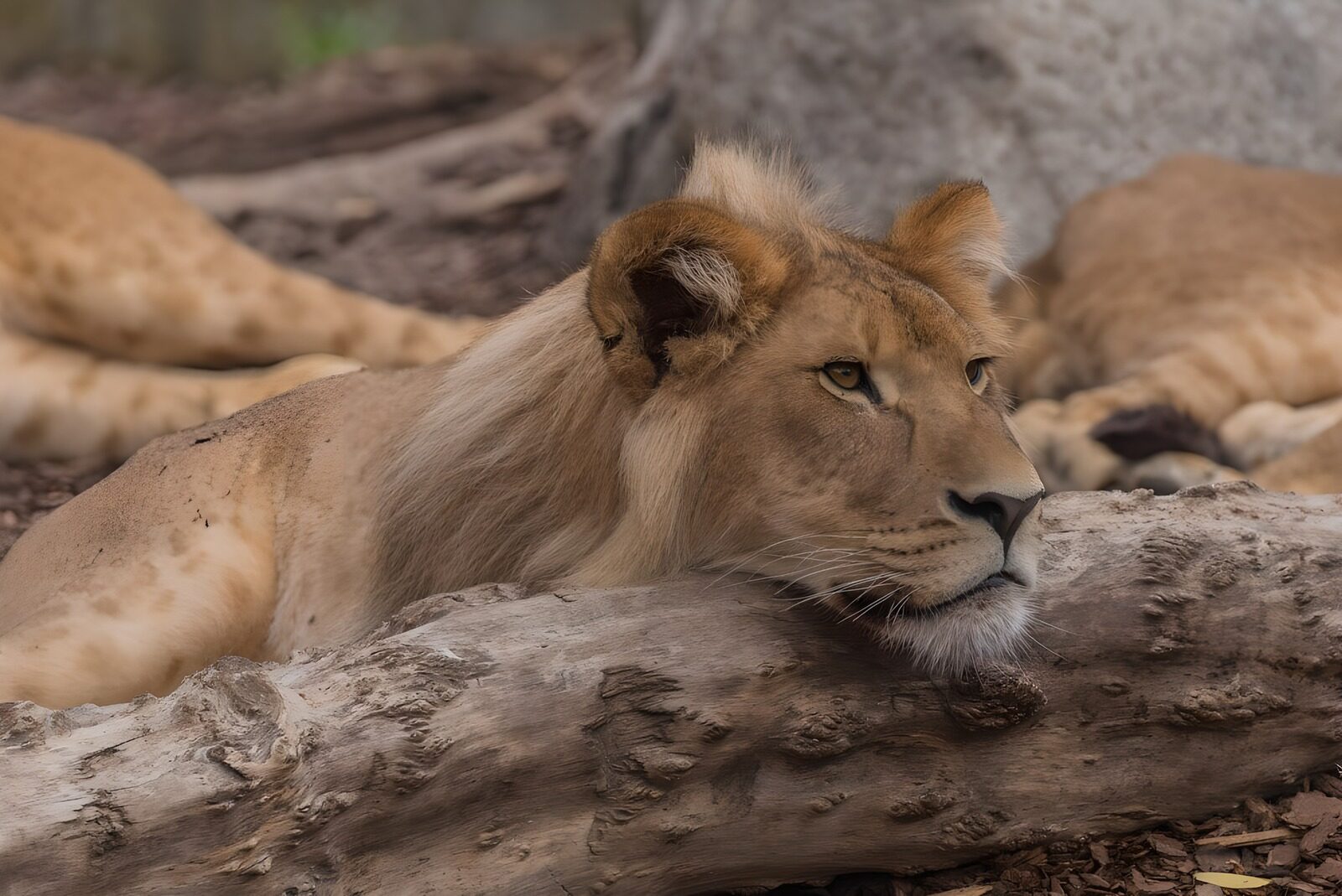 TPFR16509: : Lionne au repos contemplatif