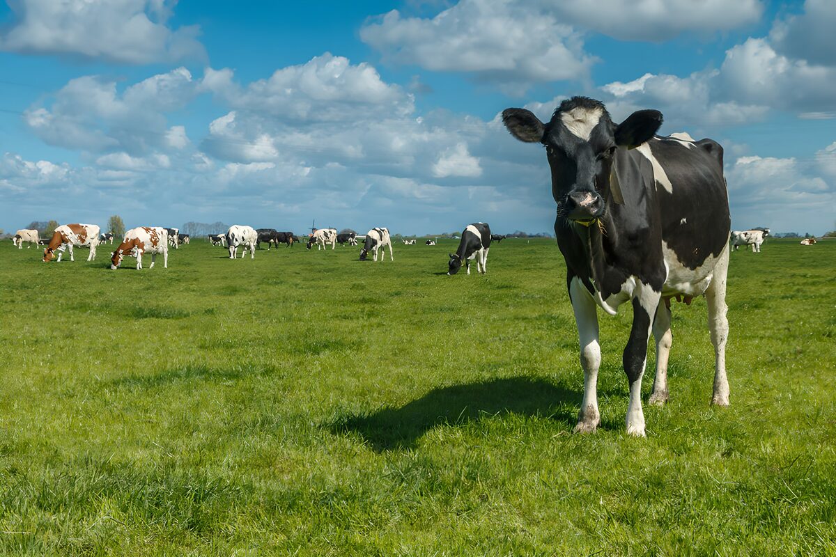 TPFR64670: Vaches paissant dans un champ verdoyant