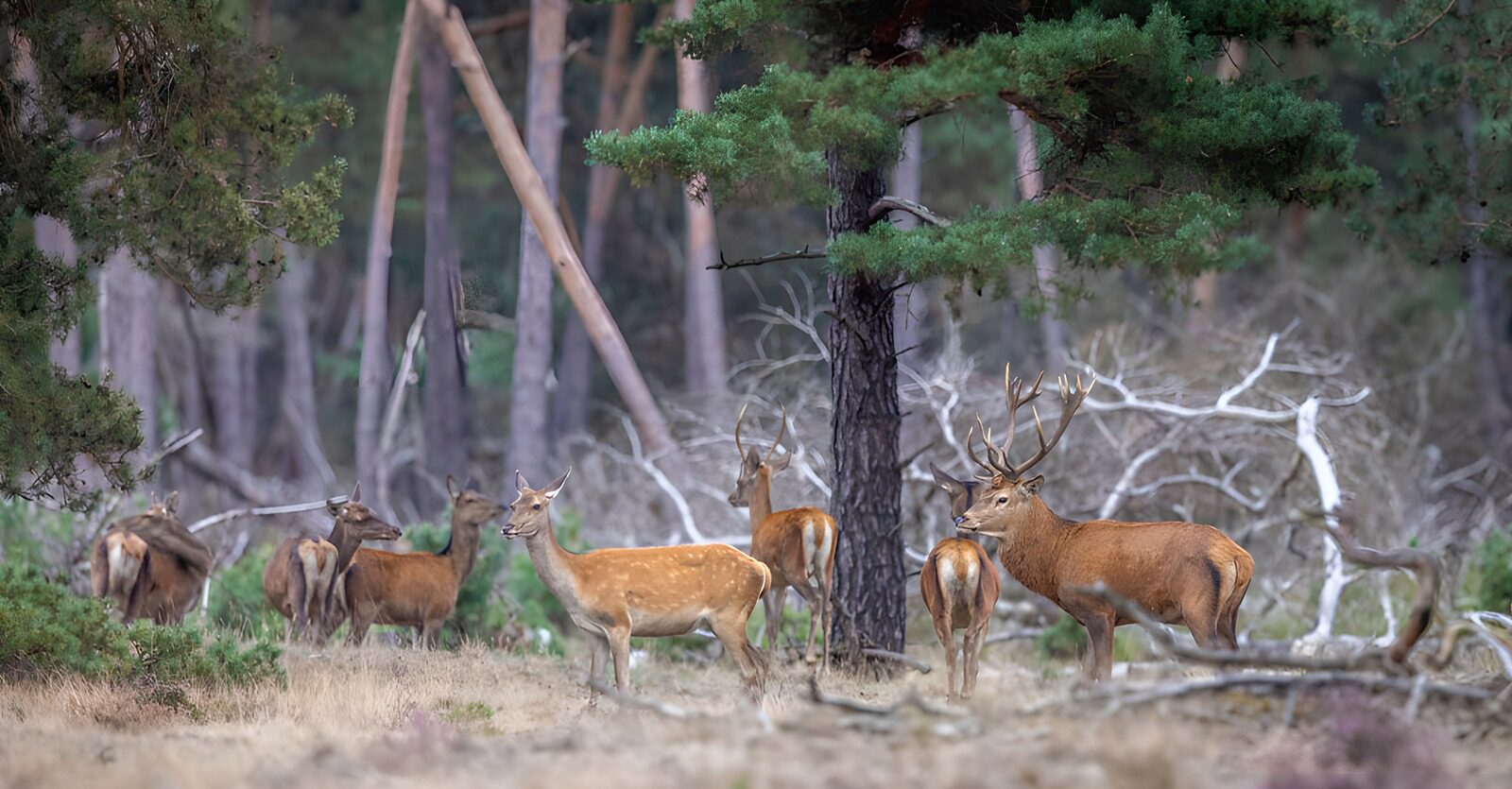 TPFR33868: Cerfs dans la forêt paisible
