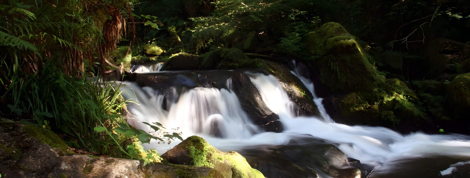 TPFR93395: "Ruisseau paisible dans la forêt"