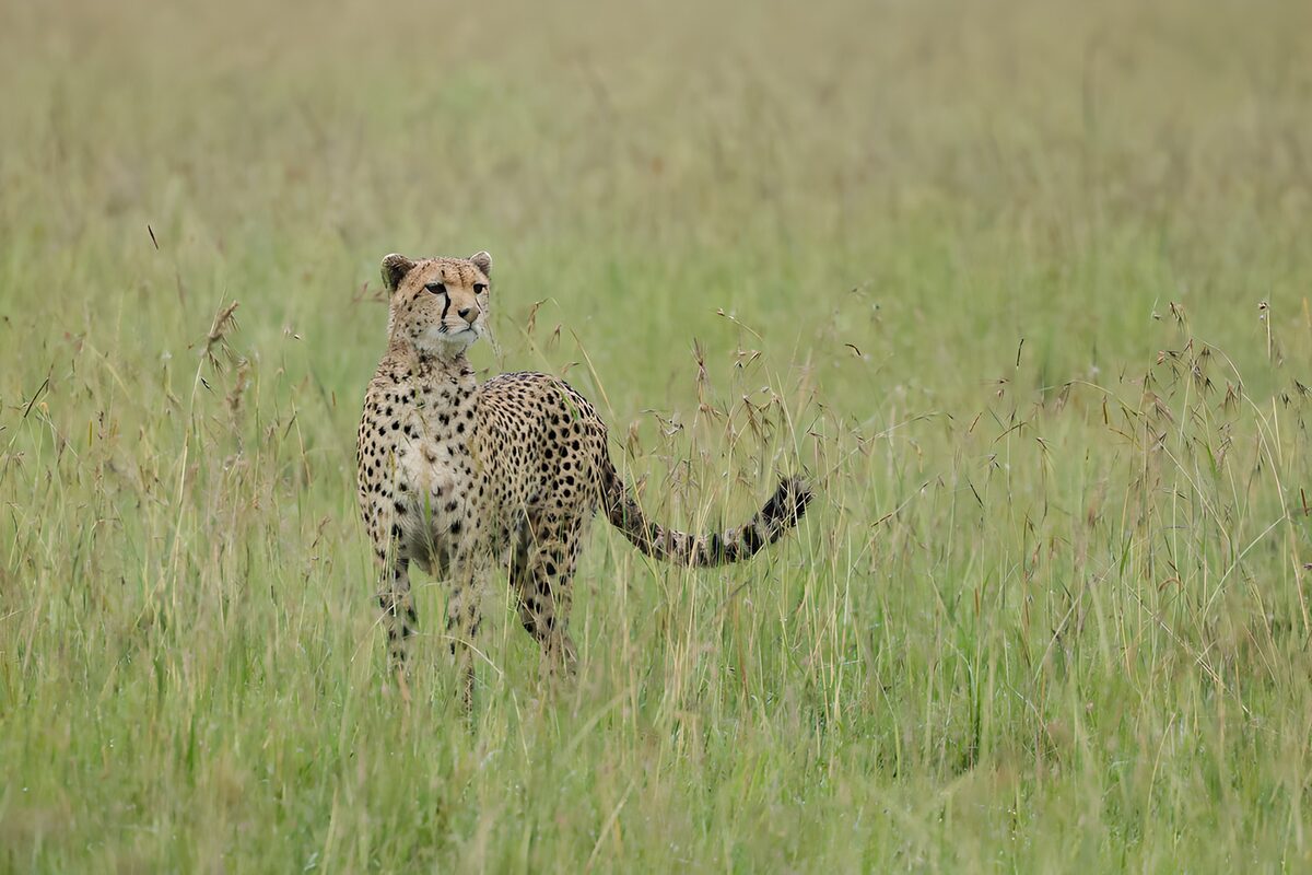 Guépard majestueux en pleine savane