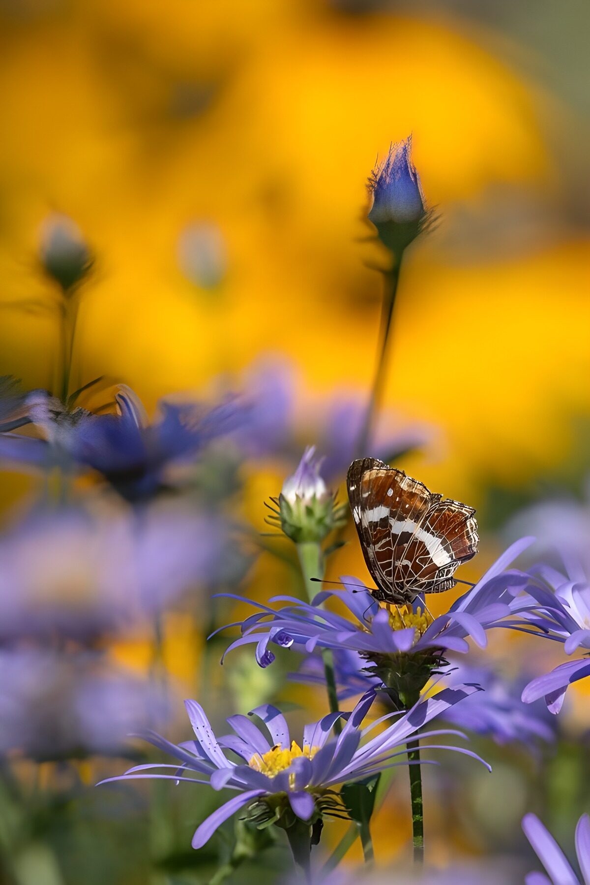 Papillon sur des fleurs colorées