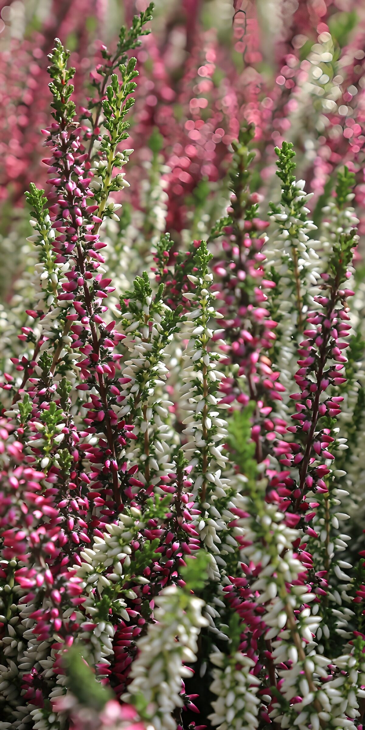 TPFR13151: Fleurs de bruyère colorées