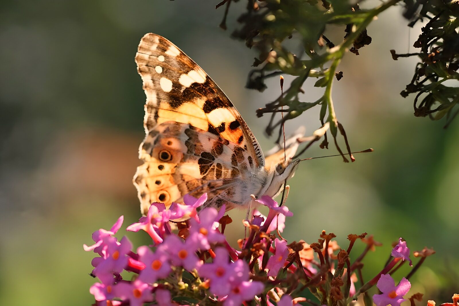 TPFR67779: Papillons 16