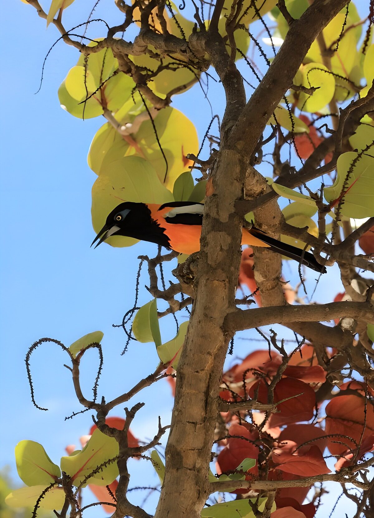 TPFR44307: Oiseau coloré sur une branche