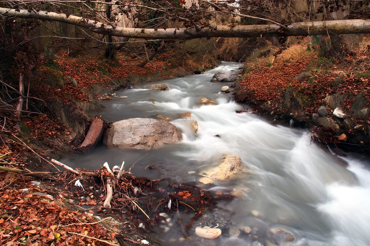 TPFR77752: Rivière paisible entourée de feuillage