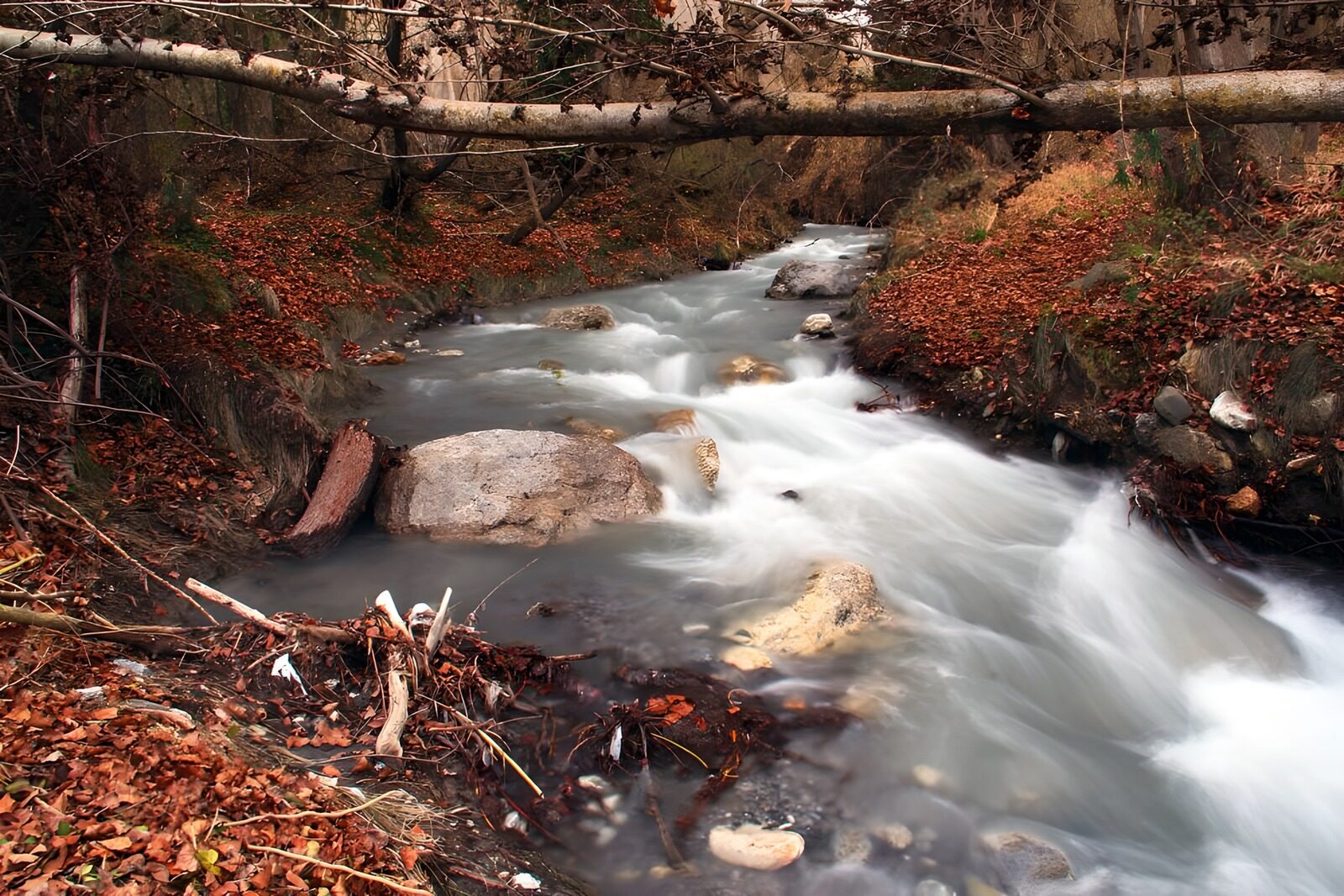 TPFR77752: Rivière paisible entourée de feuillage