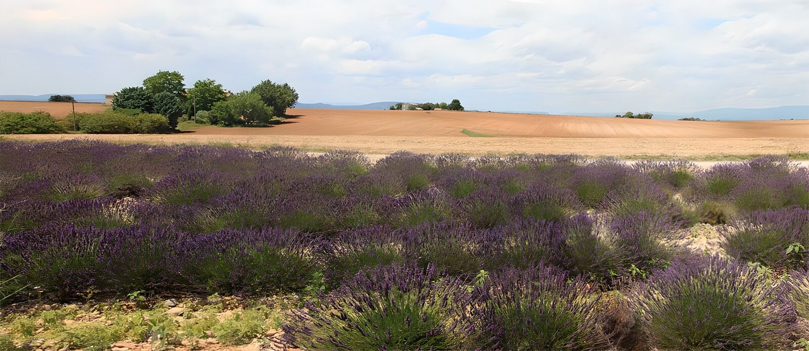 TPFR19066: Champs de lavande en Provence