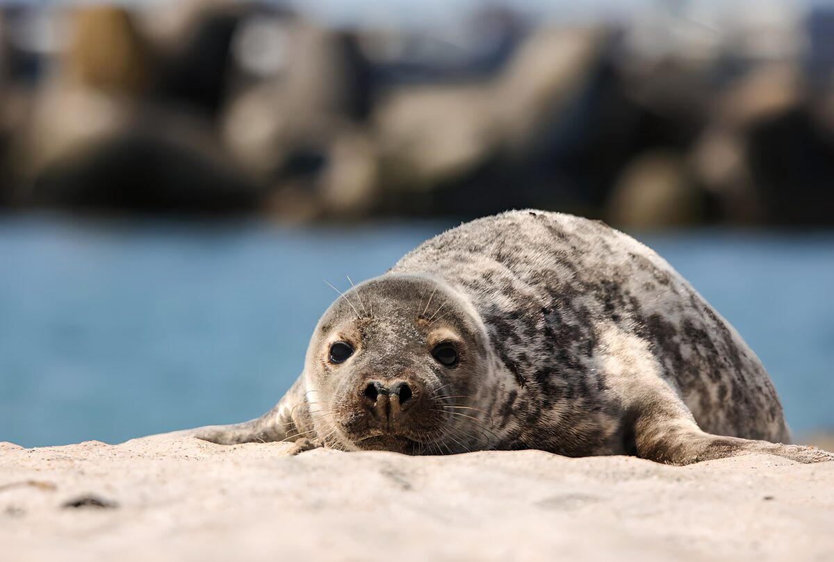 Phoque se reposant au bord de l'eau