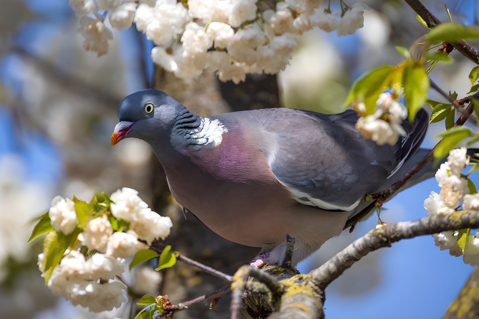 TPFR87100: Pigeon ramier dans la floraison