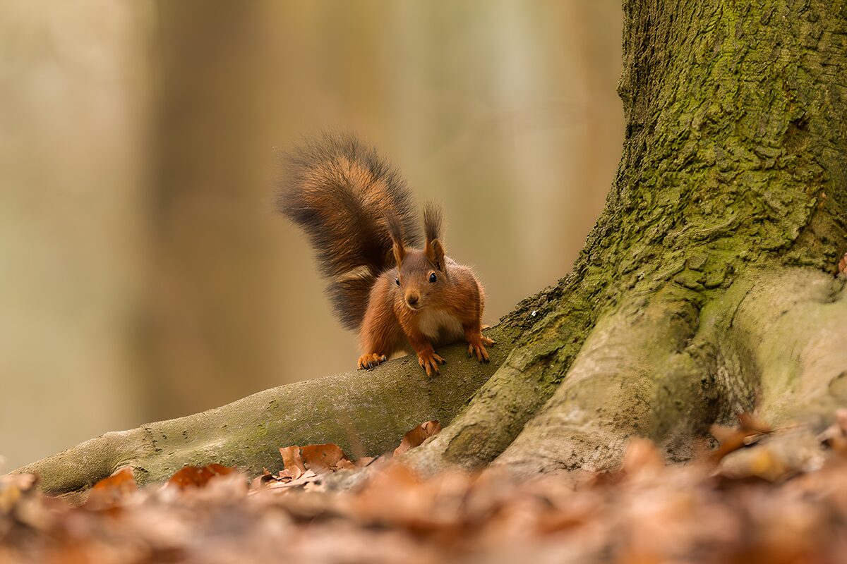 Ecureuil curieux sur une branche