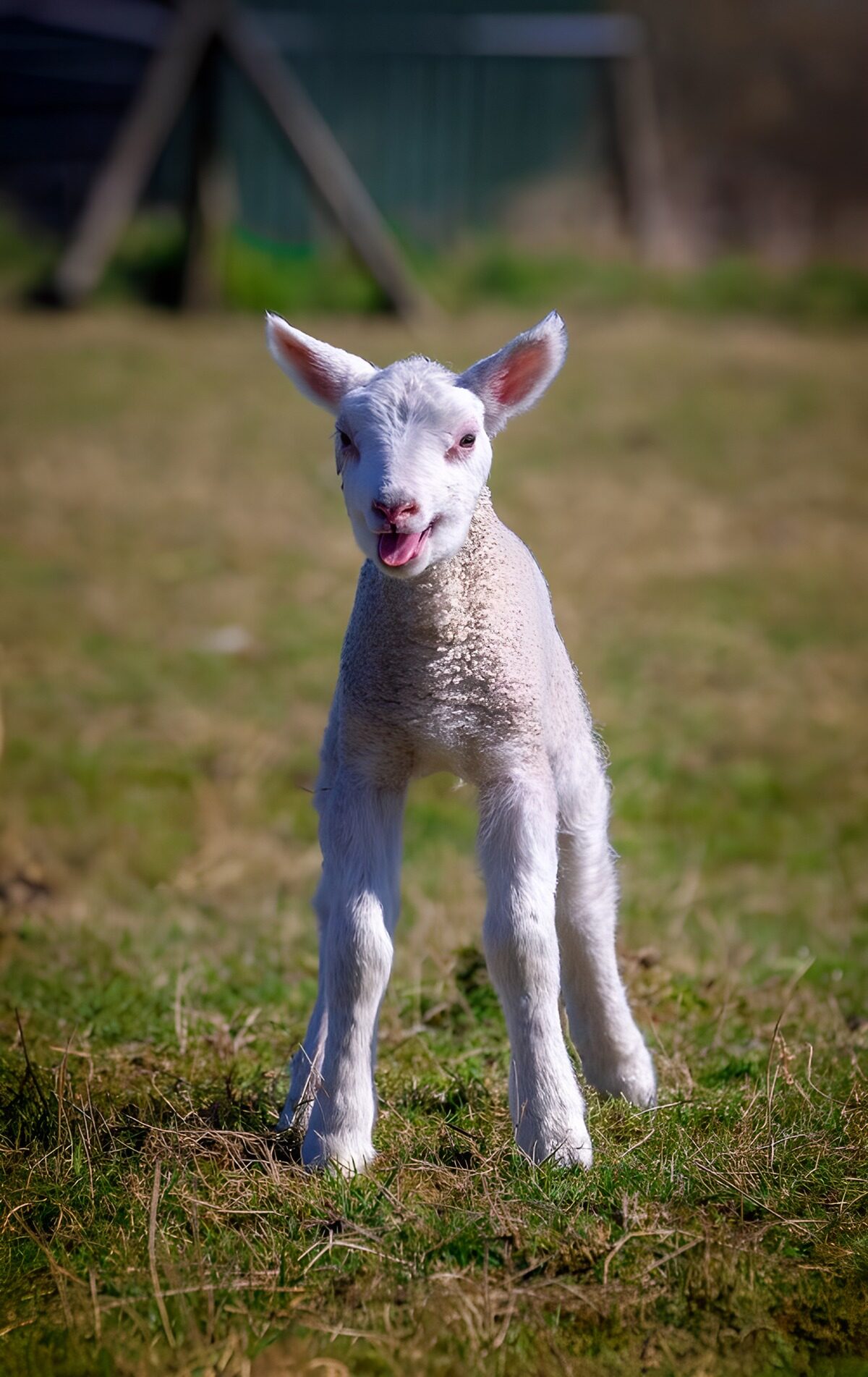 TPFR34344: Agneau joyeux dans le pré