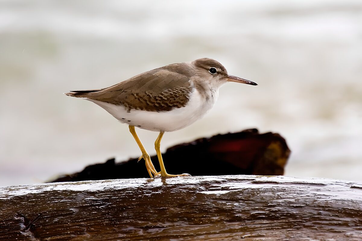 TPFR49110: Oiseau aquatique sur une branche