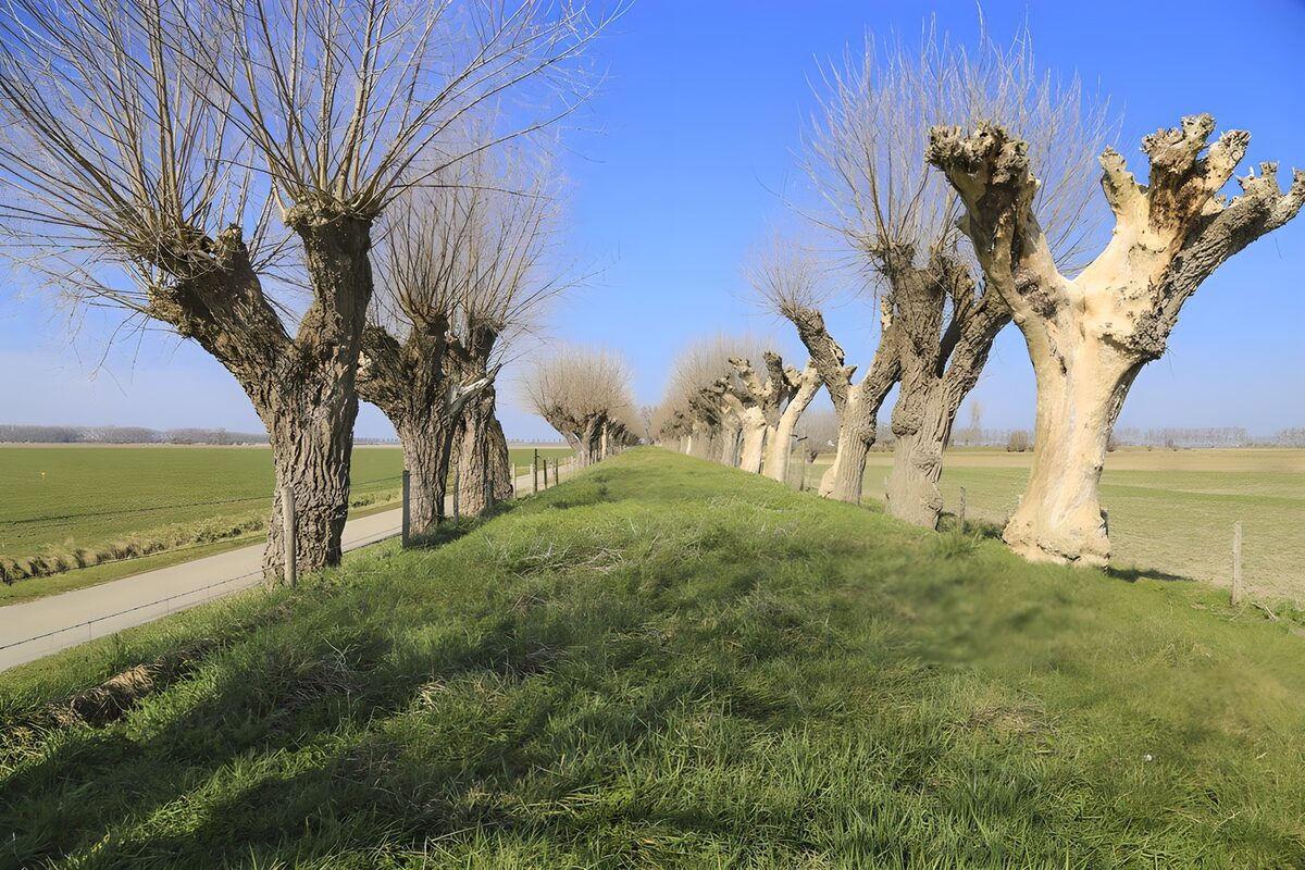 TPFR72125: Chemin bordé d'arbres nus en hiver