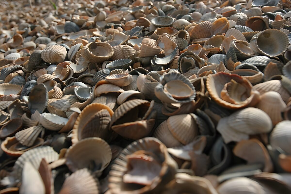 TPFR84735: Coquillages sur la plage