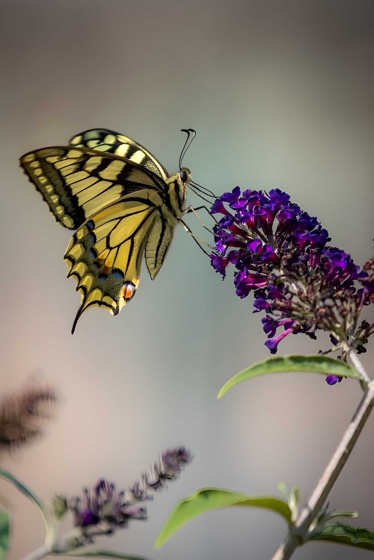 Papillon sur une fleur violette