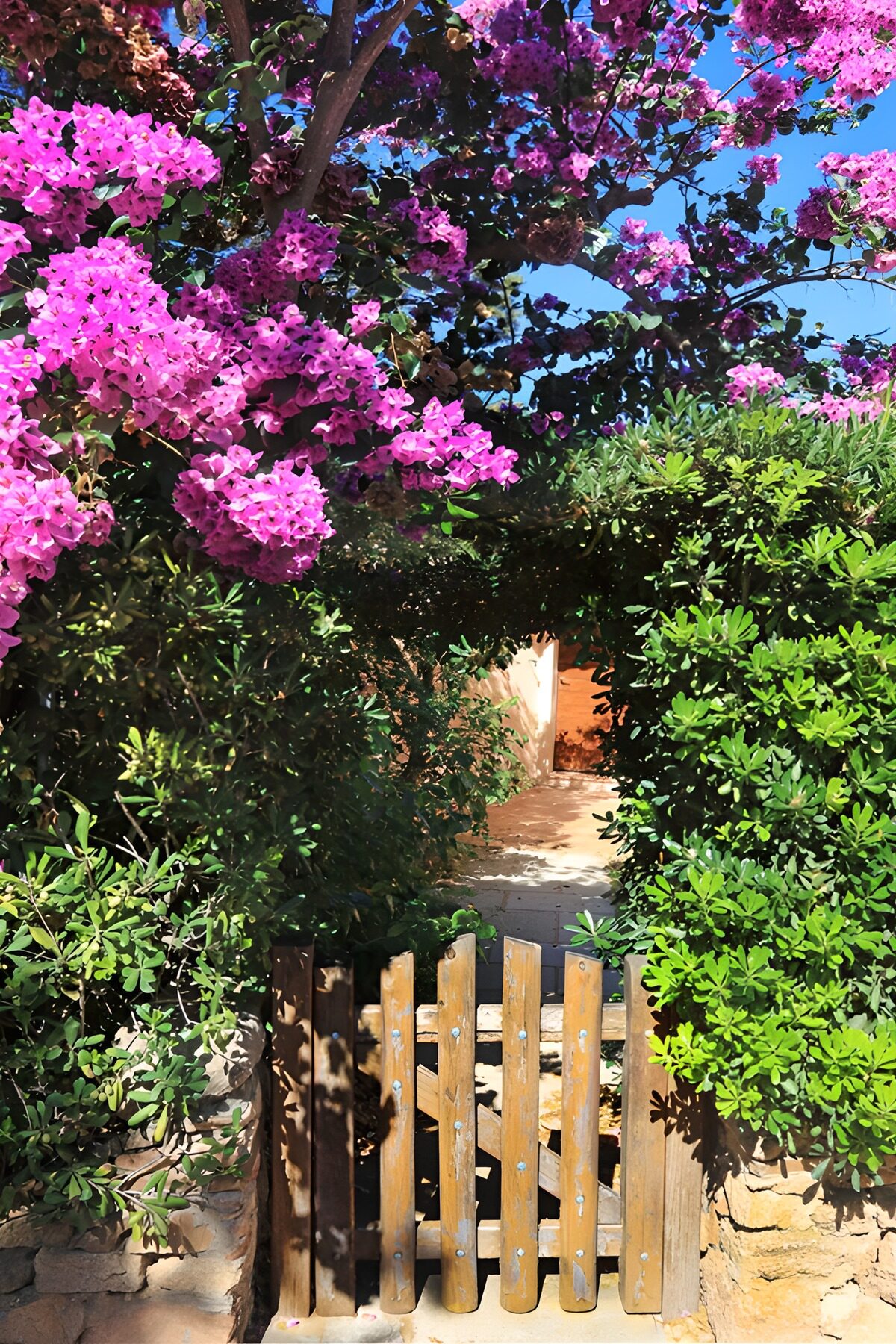 TPFR66565: Portail fleuri sous le soleil éclatant