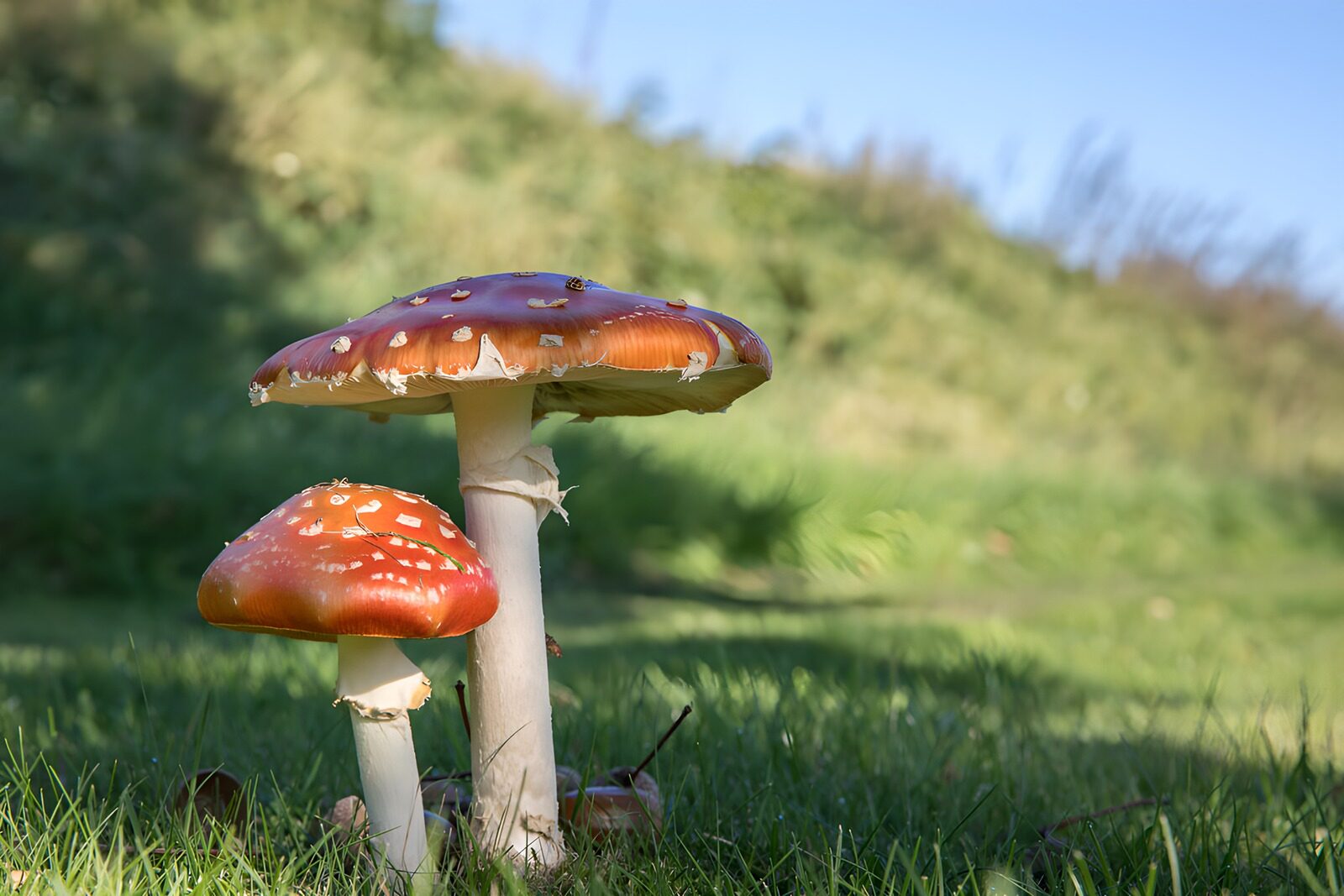 TPFR70833: Champignons colorés dans l'herbe