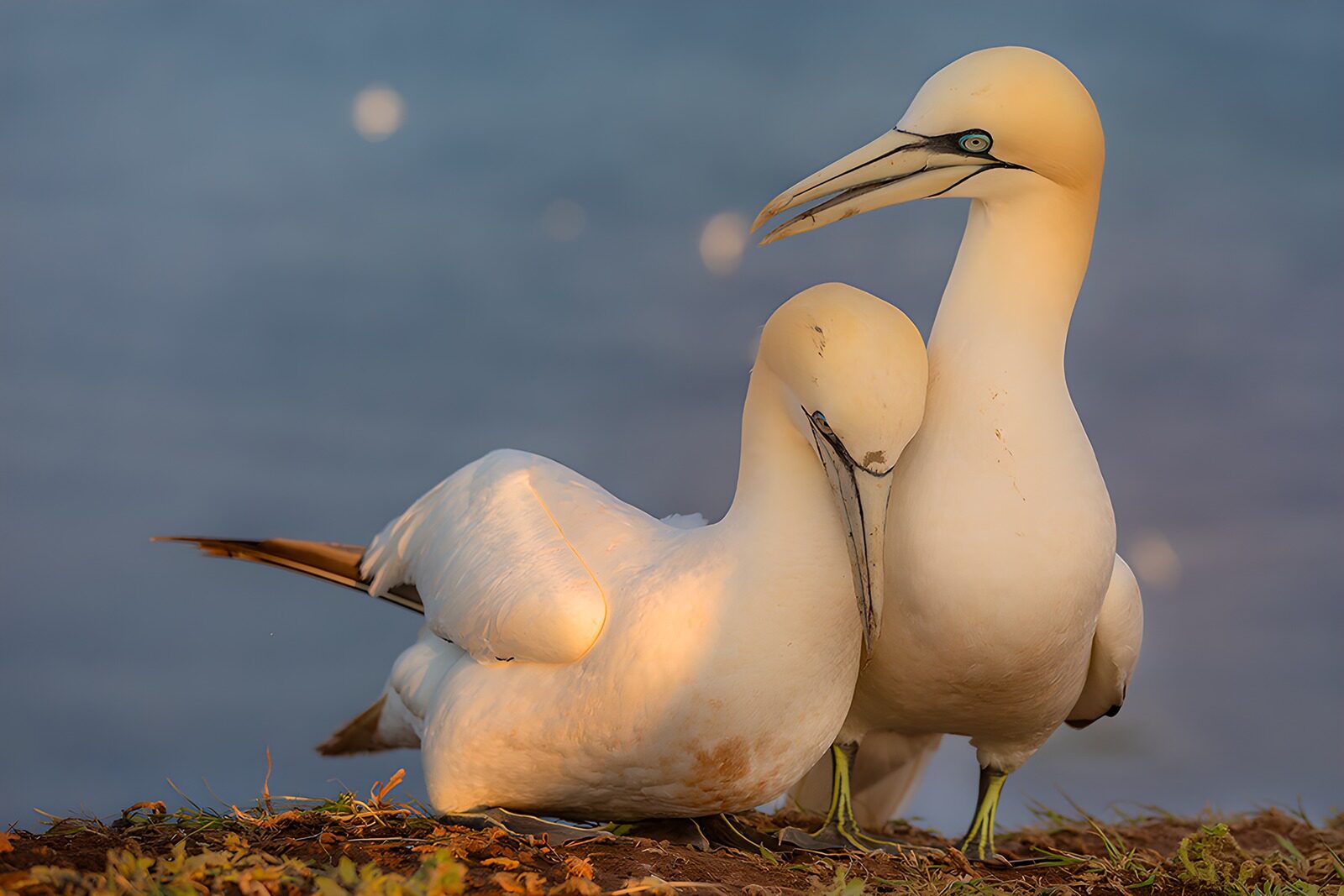 TPFR28180: Deux fous de bassan en pleine complicité