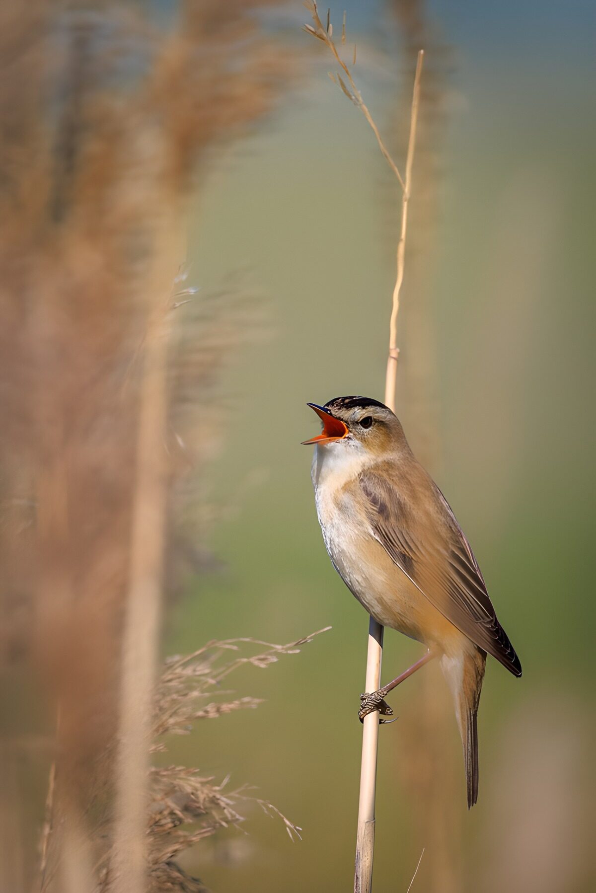 TPFR78113: Petit oiseau chanteur sur roseau