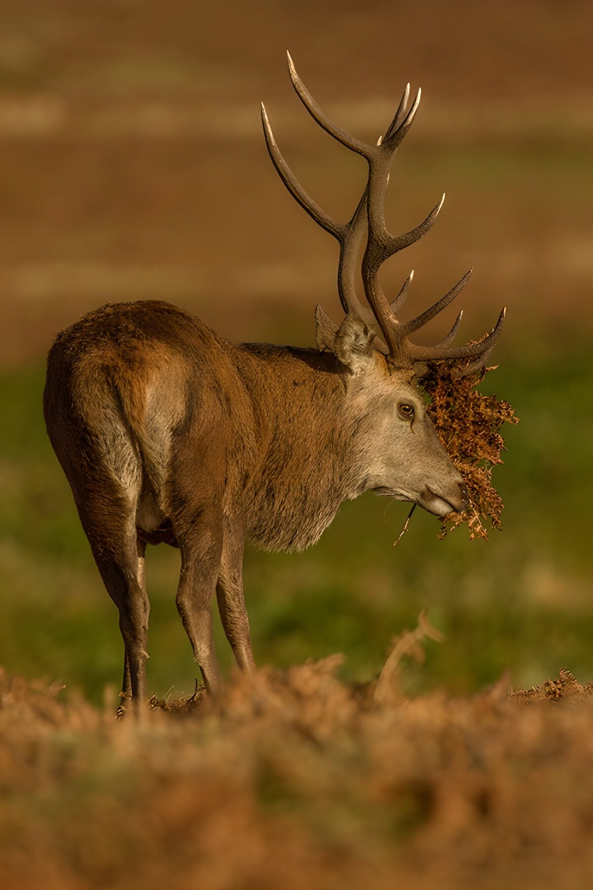 Cerf majestueux dans la nature