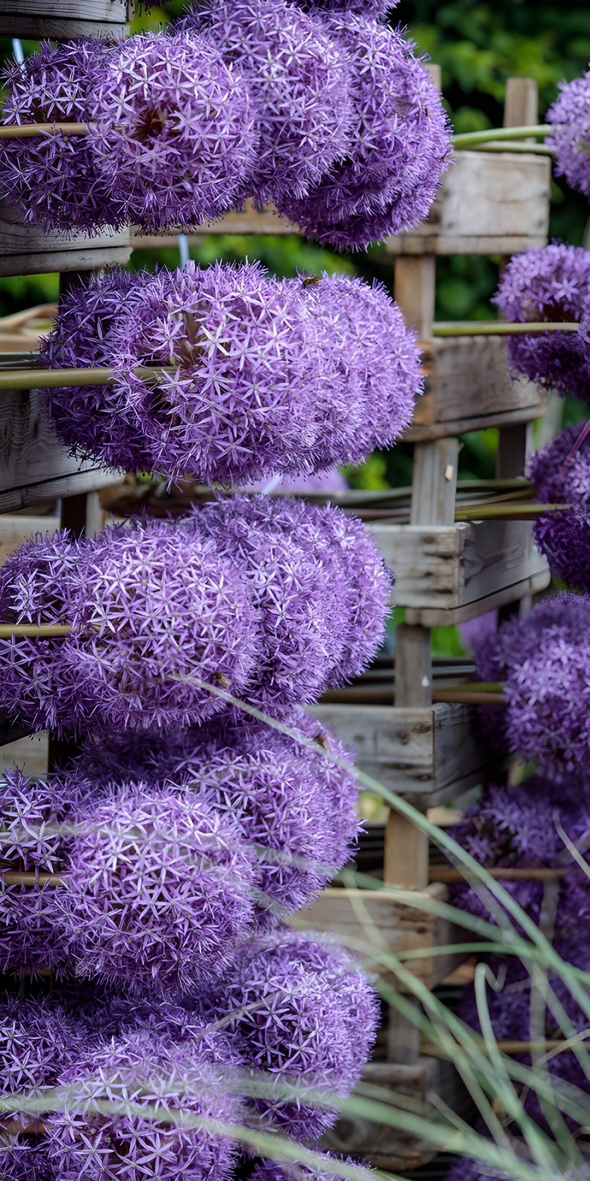 TPFR93254: Bouquets de fleurs violettes
