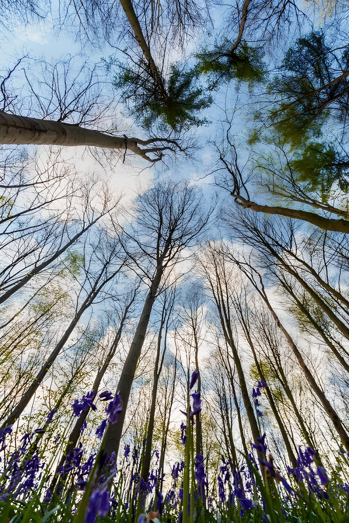 TPFR85832: Forêt en fleurs sous le ciel bleu