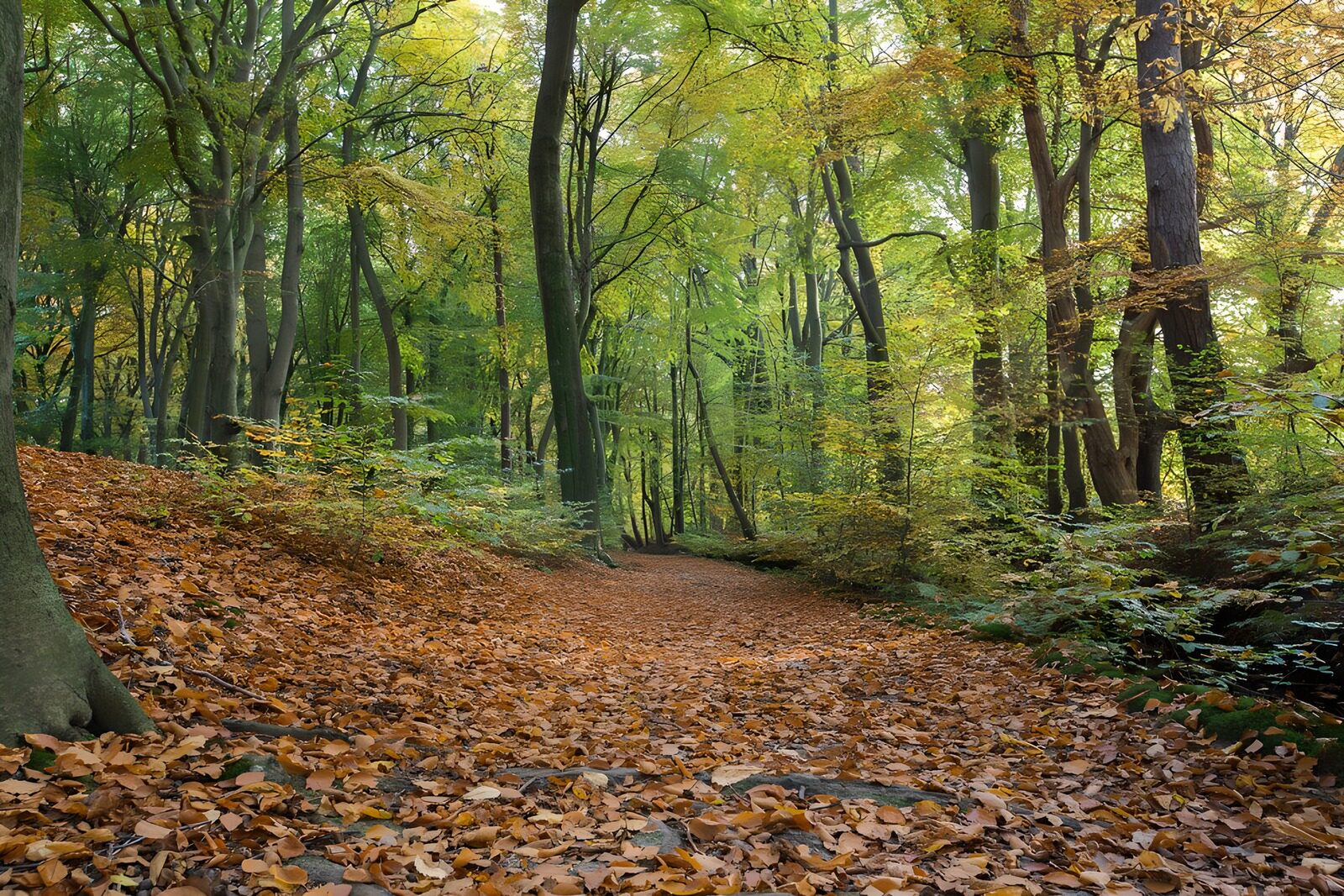 TPFR42998: Chemin forestier aux feuilles d'automne