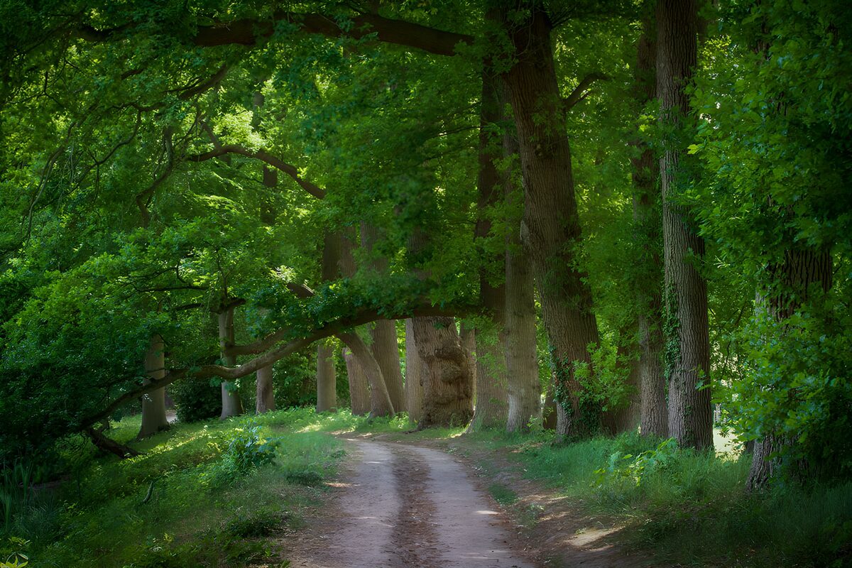 TPFR41357: Sentier paisible à travers les arbres