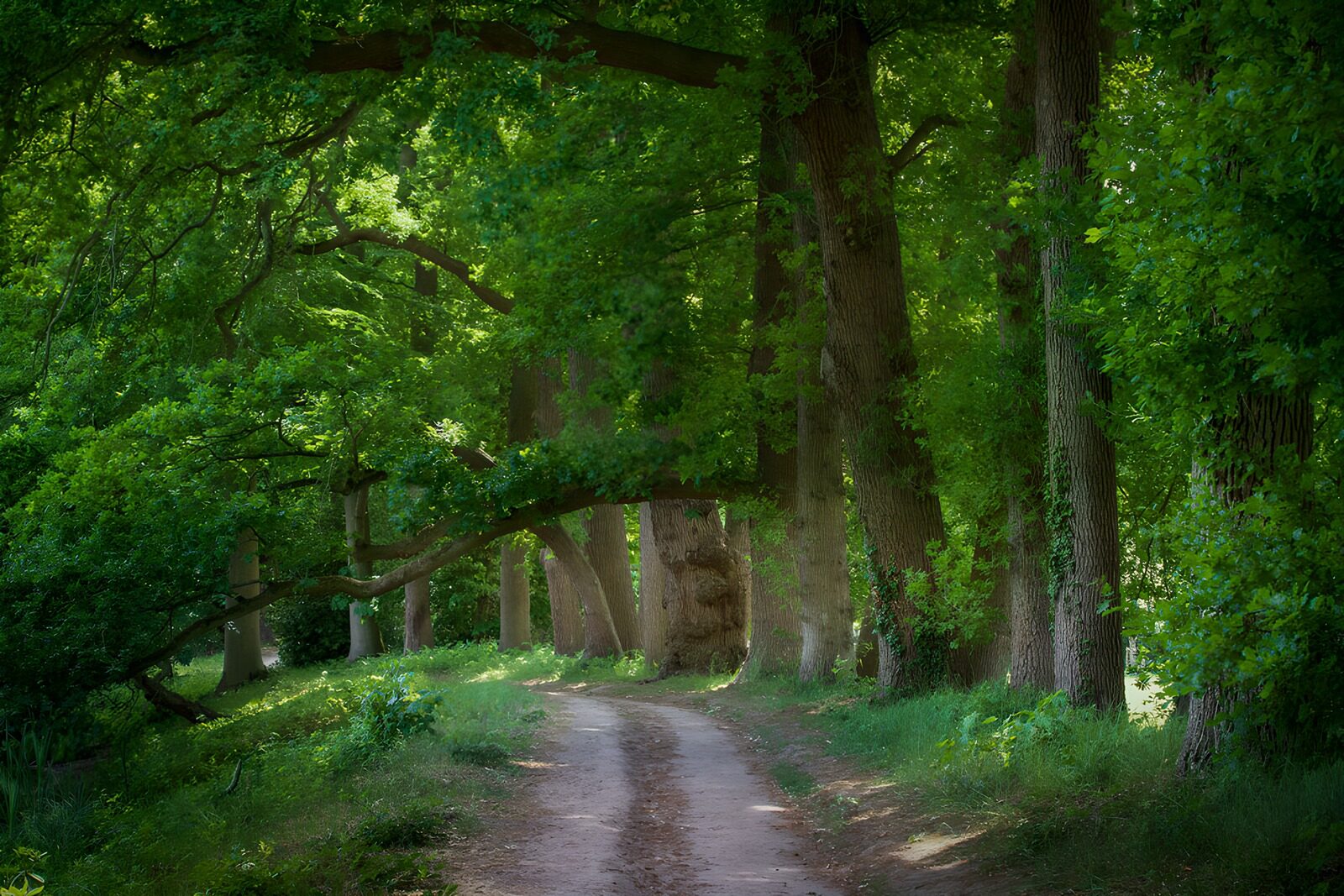 TPFR41357: Sentier paisible à travers les arbres