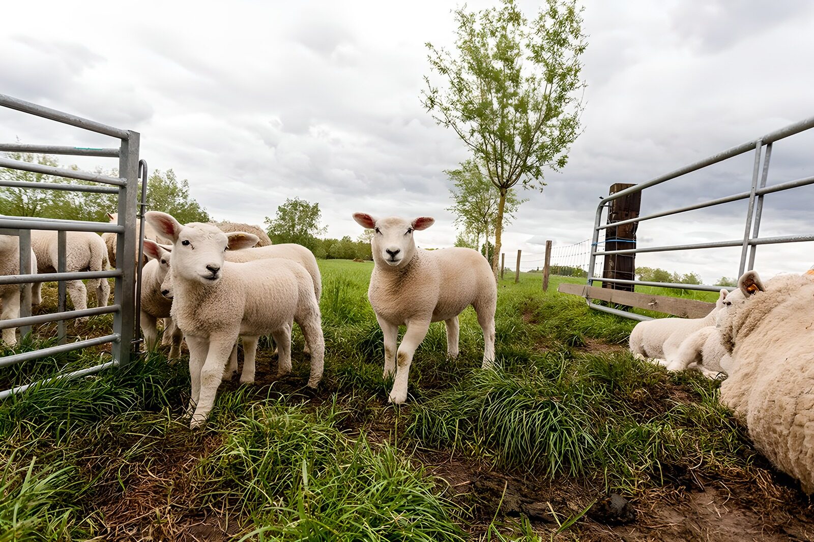 TPFR72582: Moutons dans le pré sous un ciel nuageux