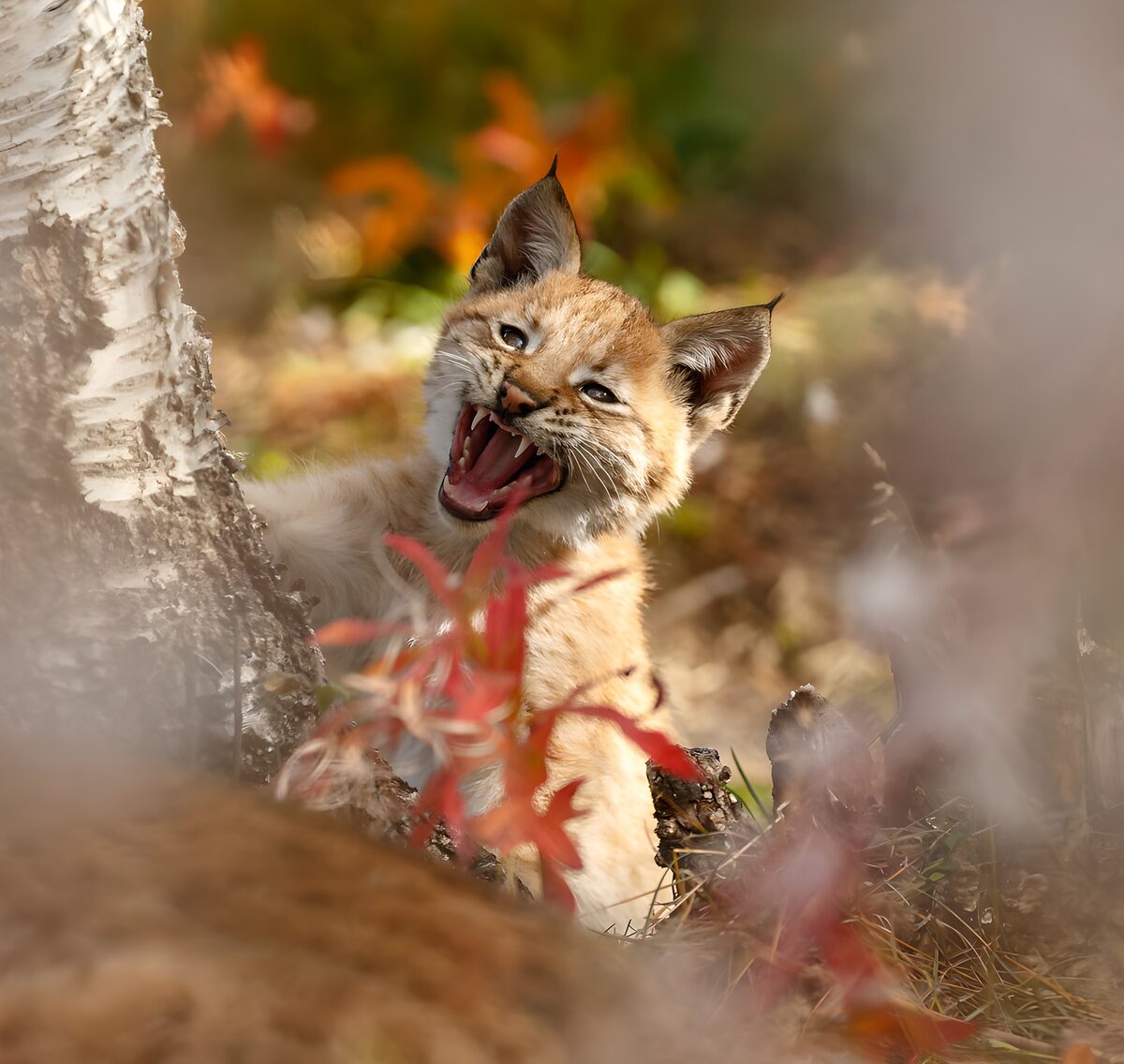 TPFR98811: Un lynx souriant dans la forêt