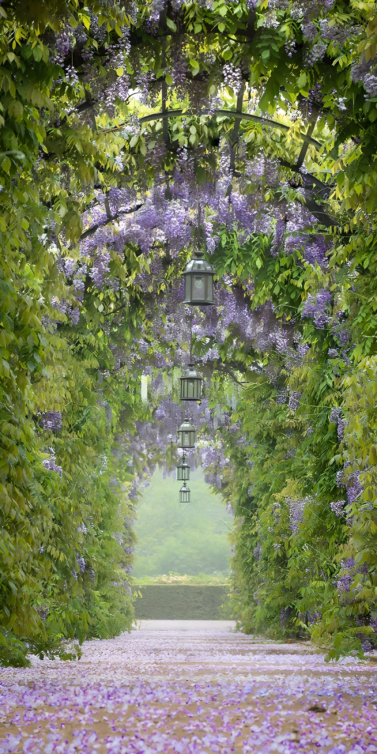 TPFR65398: Allée des Glycines en Fleurs