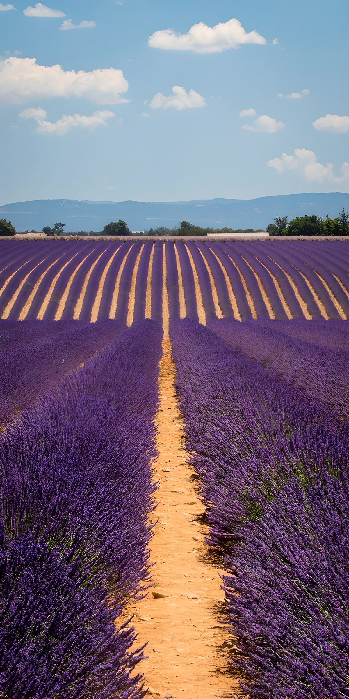 TPFR78323: Champs de lavande en Provence
