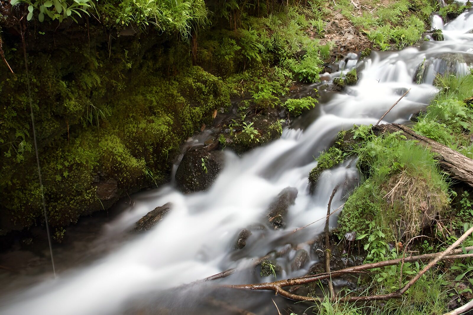 TPFR53944: Ruisseau paisible dans la forêt verdoyante