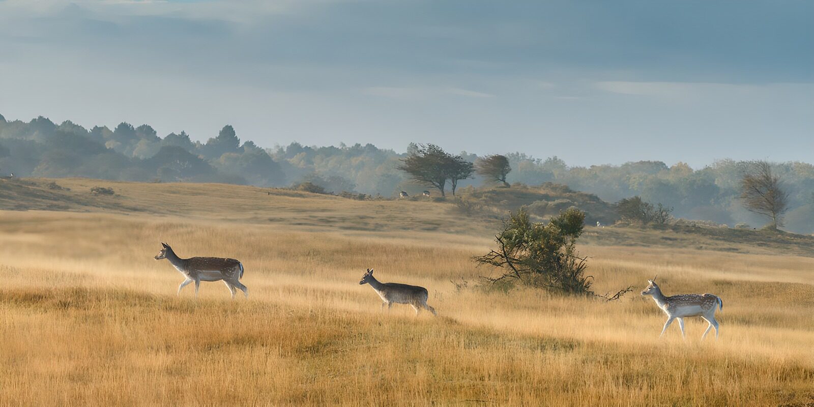 TPFR64978: Cerfs dans un paysage serein