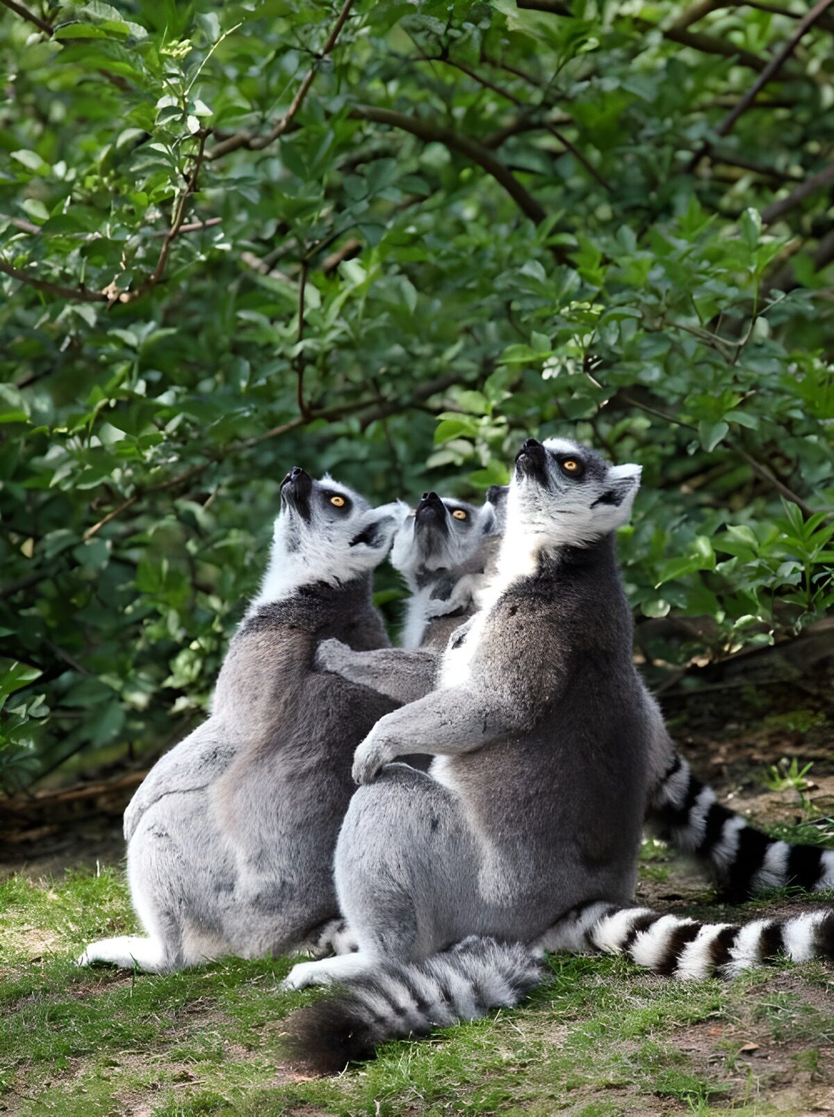 TPFR49713: Trois lémuriens curieux sous les arbres