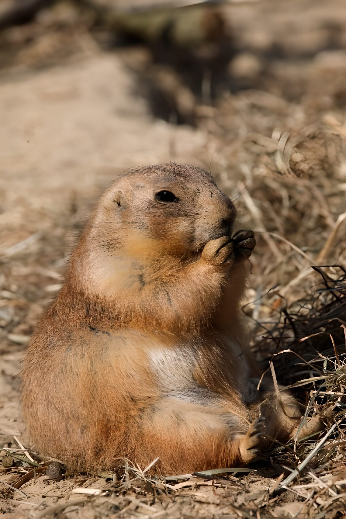 Un marmot en pleine dégustation