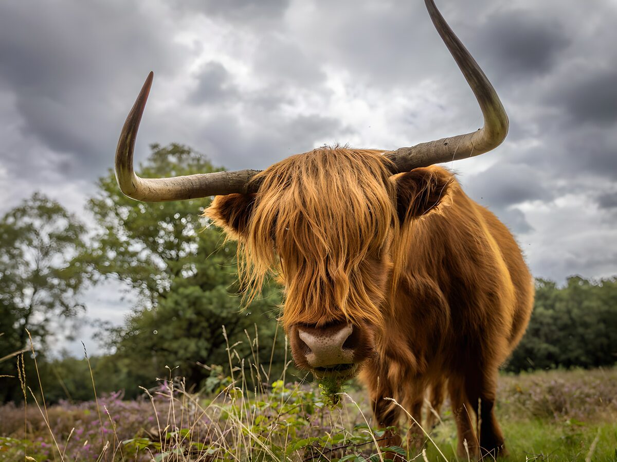 Vache Highland dans un pré verdoyant