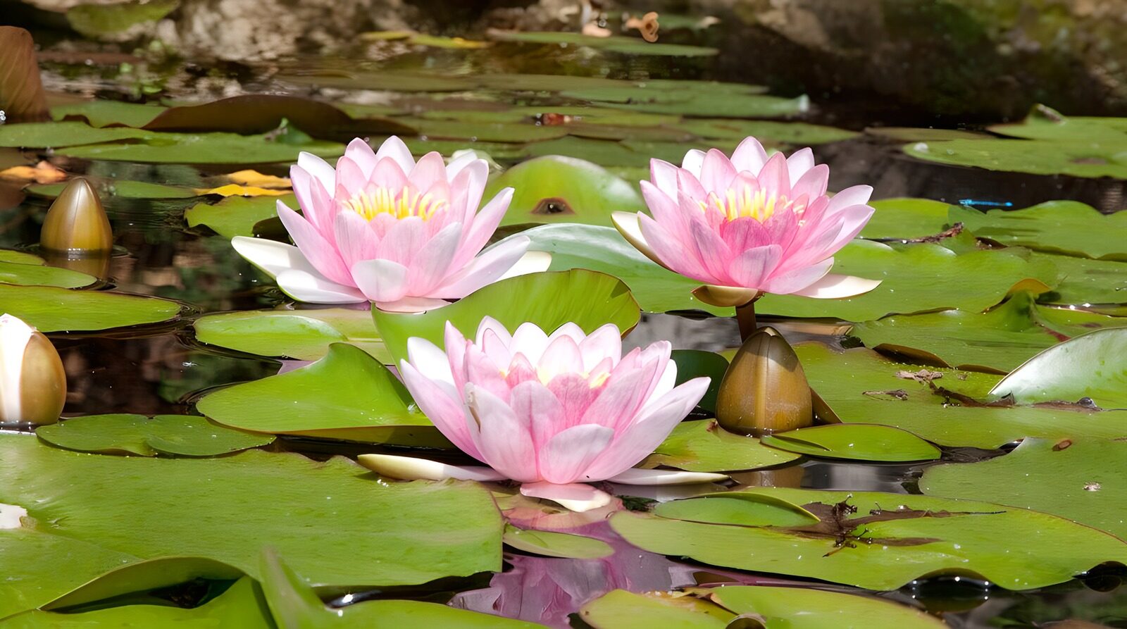 TPFR92124: Nénuphars en fleurs au bord de l'eau
