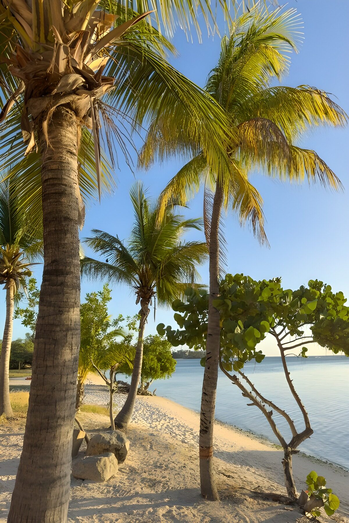TPFR58766: Plage paisible sous les palmiers
