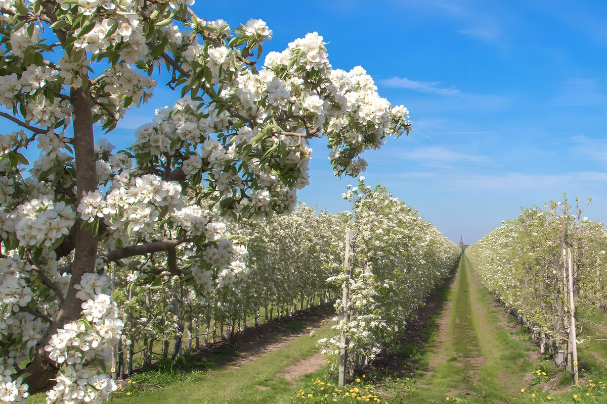Verger en fleurs au printemps