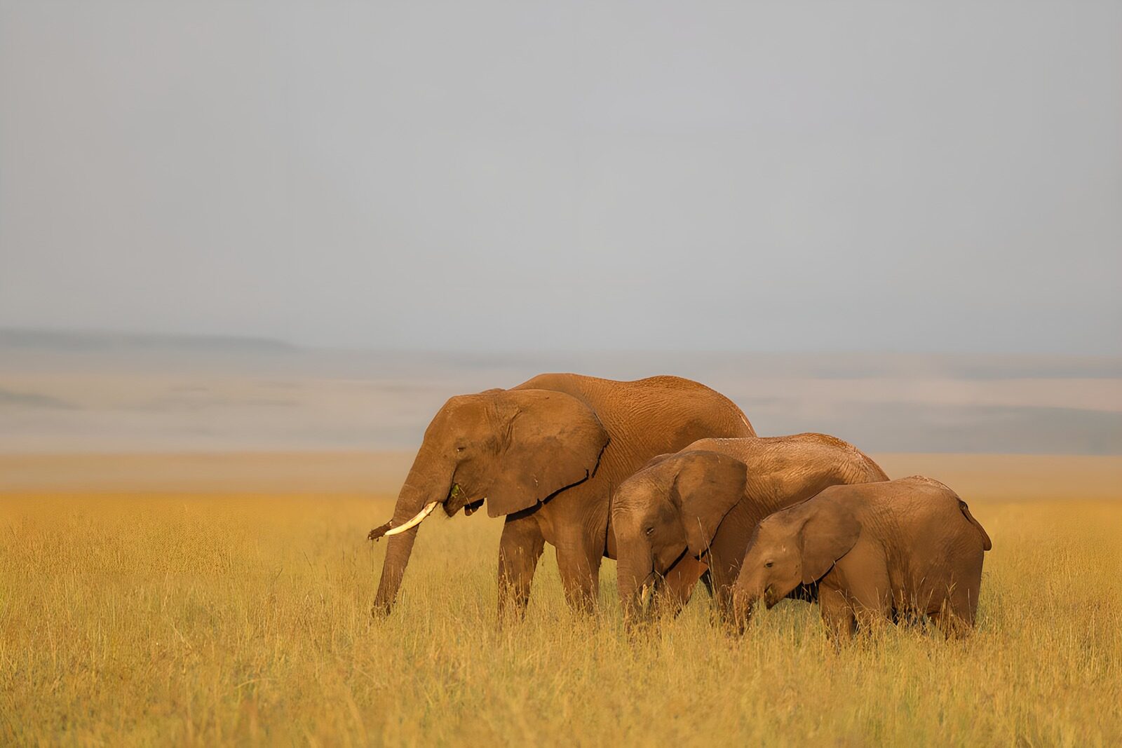 TPFR80306: Famille d'éléphants dans la savane