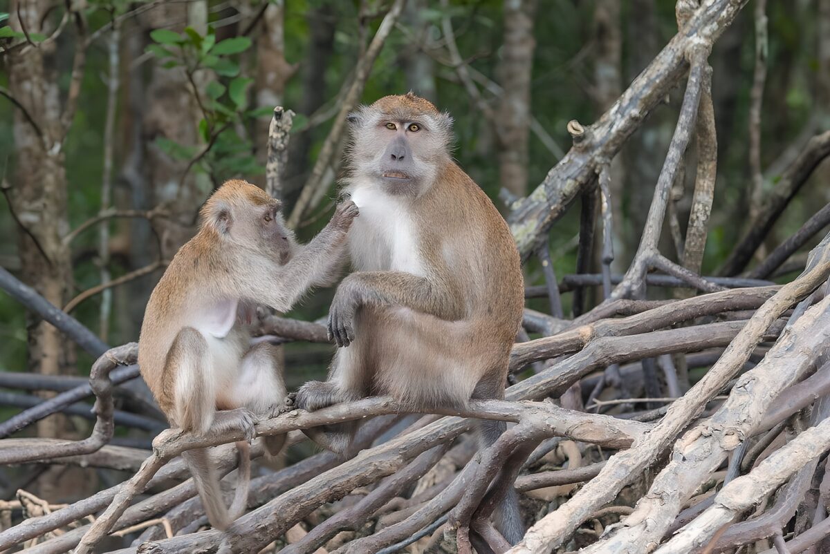TPFR22188: Singes sur les racines