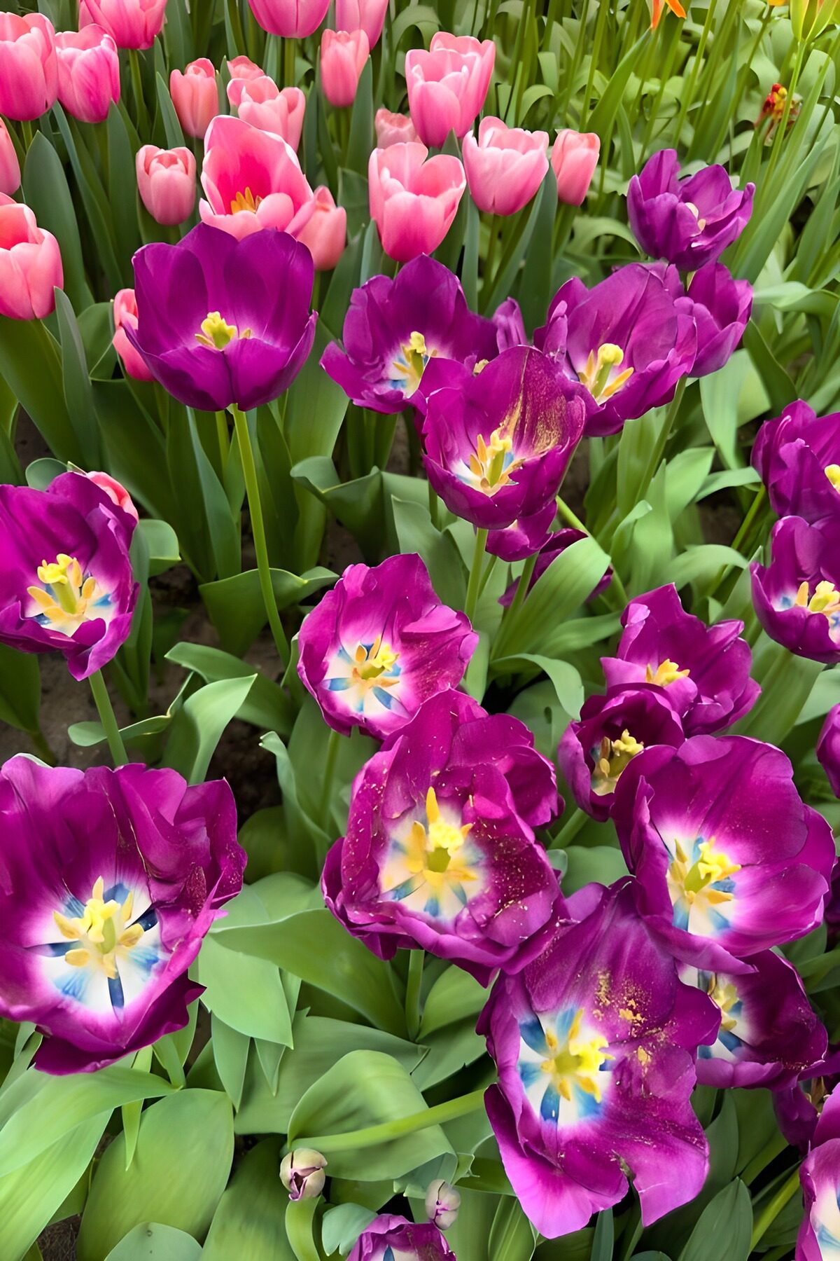 TPFR26831: Tulipes colorées au printemps