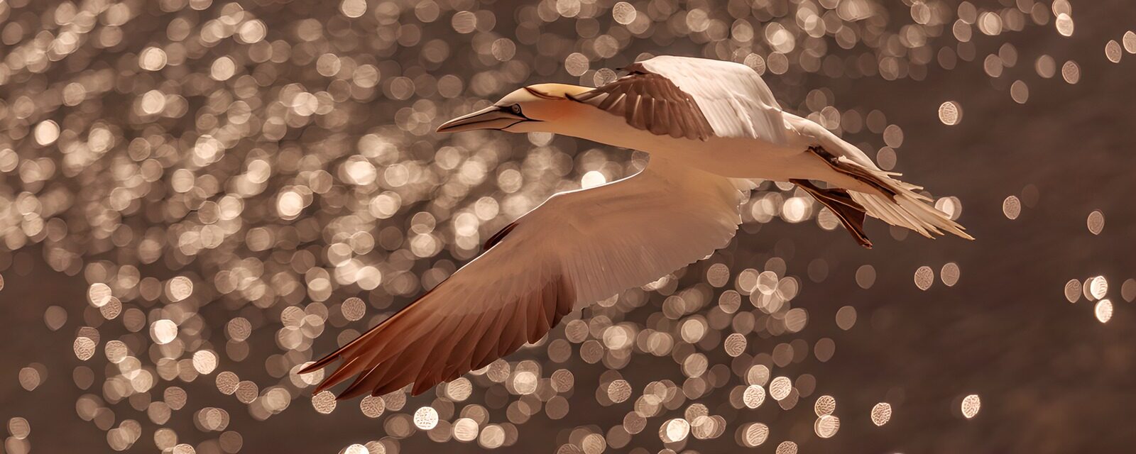 TPFR64278: Oiseau majestueux en vol