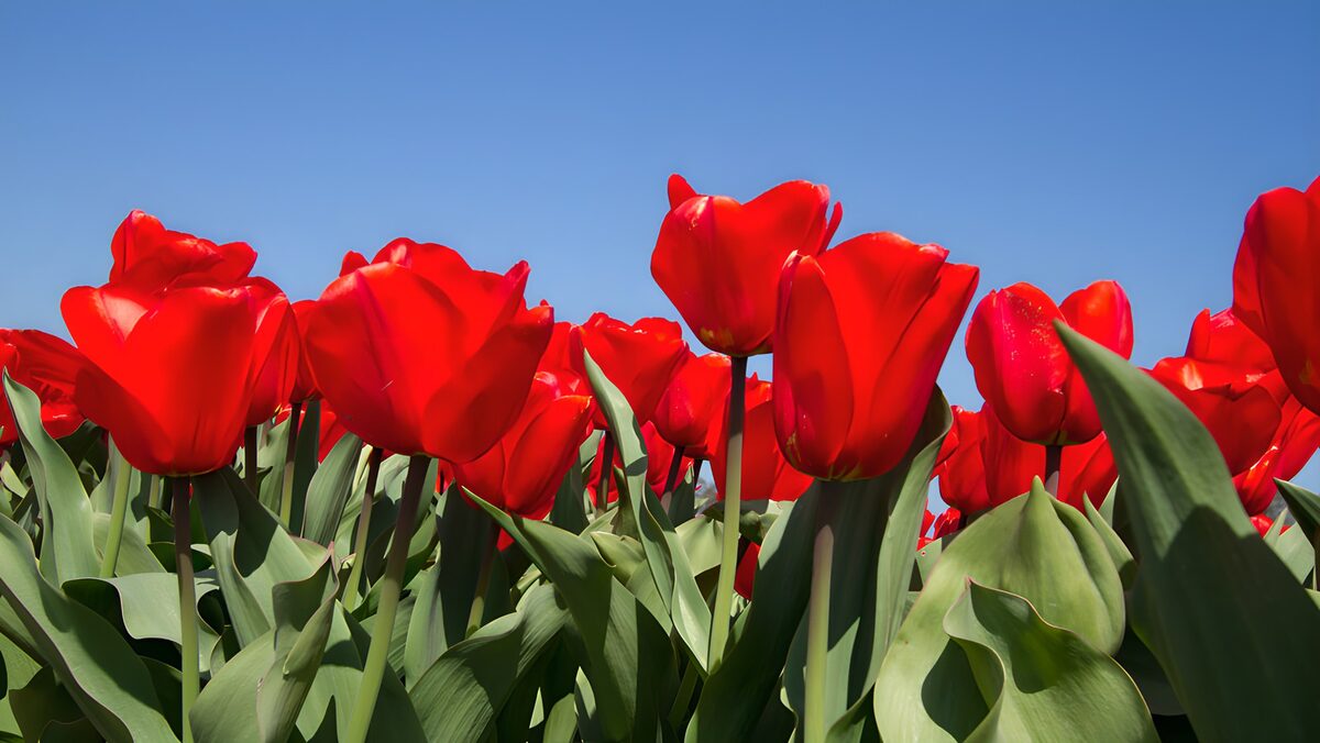 TPFR96220: Tulipes rouges en plein soleil