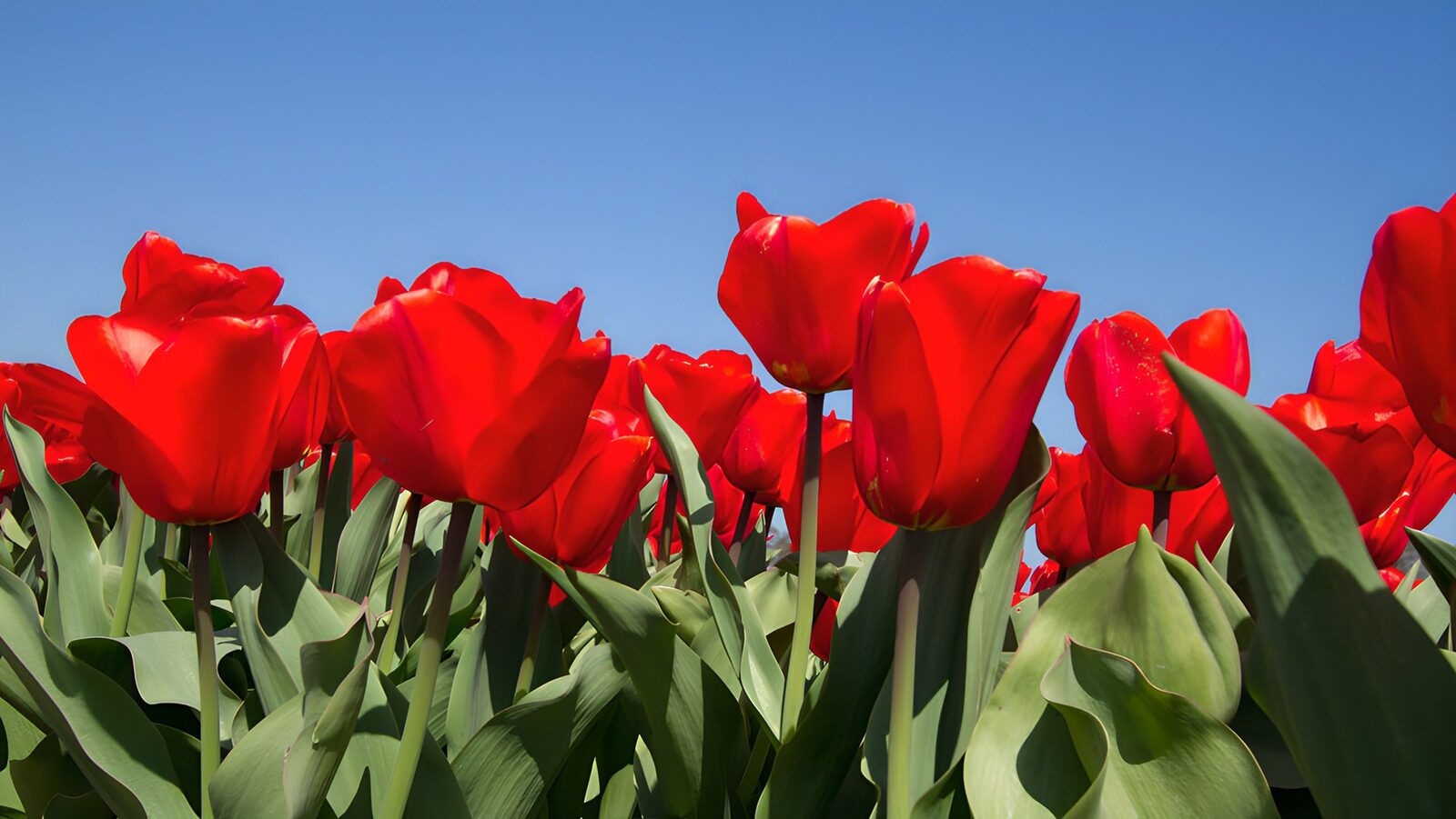 TPFR96220: Tulipes rouges en plein soleil