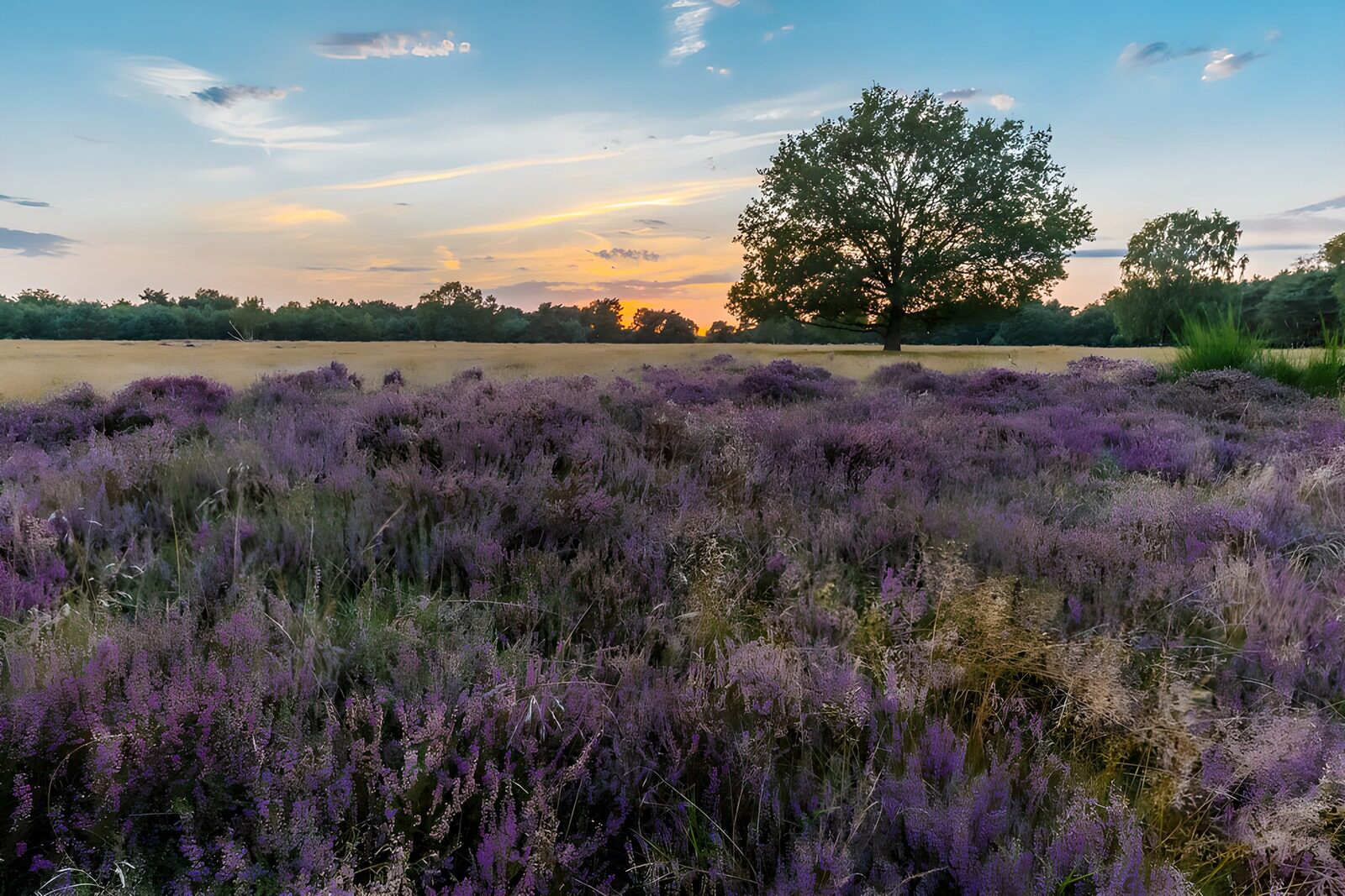 TPFR97729: Champs de bruyère au coucher de soleil